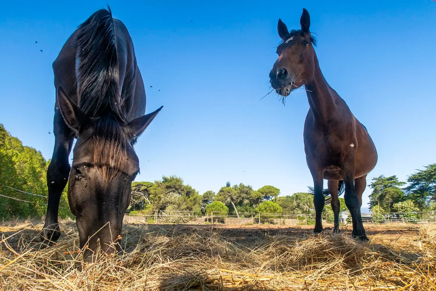 Horses grazing on the Kairos Montessori school farm in Quinta da Marinha