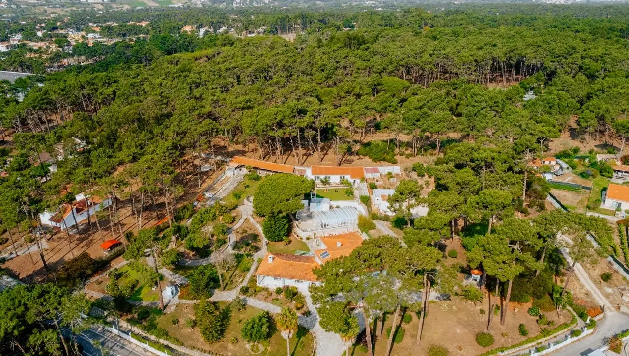 Aerial view of the Hypha International School grounds among pine trees in Colares