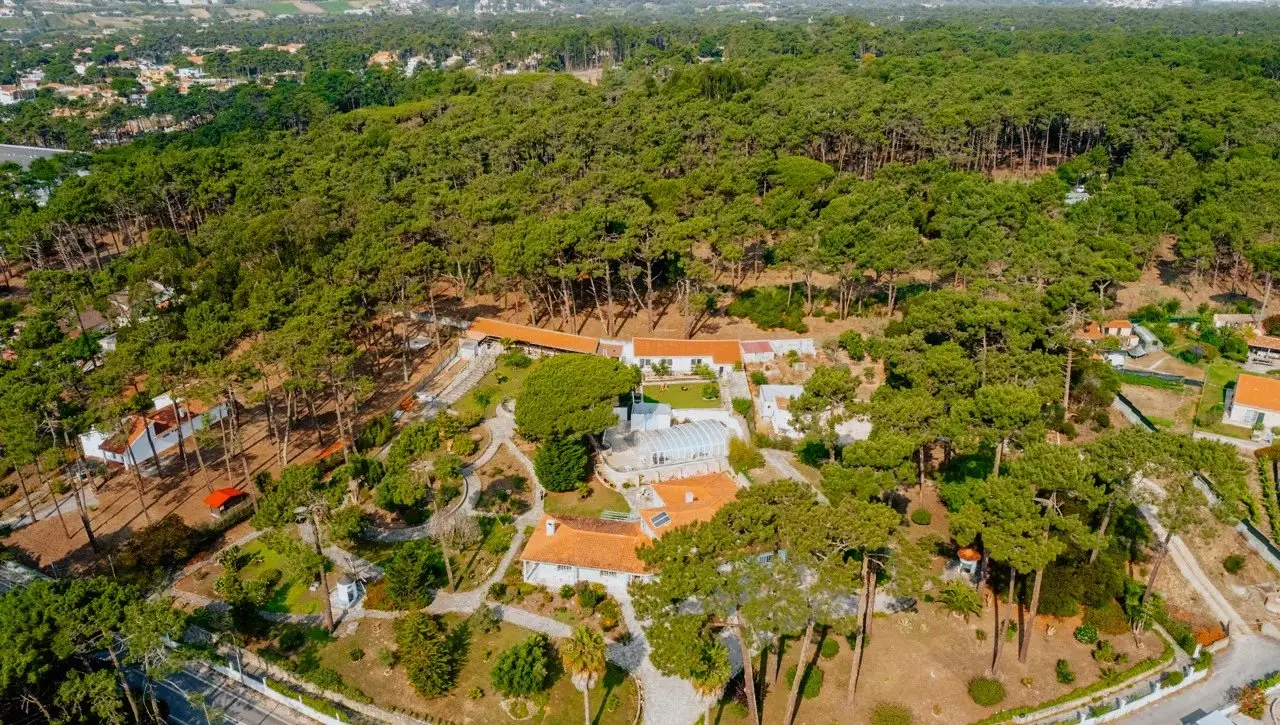 Aerial view of the Hypha International School grounds among pine trees in Colares